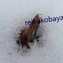 reikokobayakawa2019