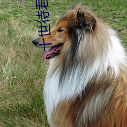 十世待(待)君安