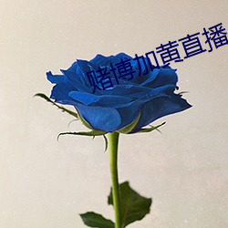 赌博加黄直播
