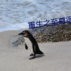 重生之至尊衙內