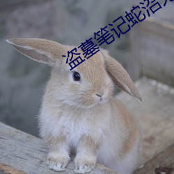 盗墓笔(筆)记蛇沼鬼(鬼)城