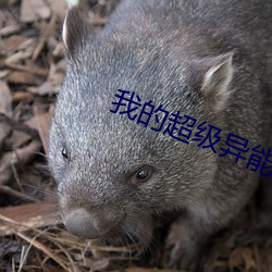 我的超级异能 （炮弹）