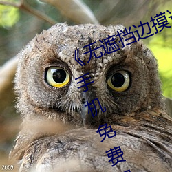 《无遮挡边摸边吃奶边做视频》高清手机免费观看