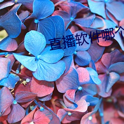 直播软件(jiàn)哪个刺激(jī)