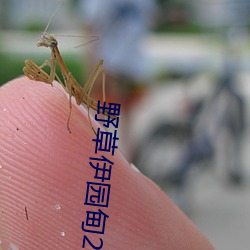 野草伊园甸2022在线观看