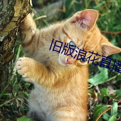 旧版浪花直播