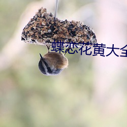 蝶恋花黄大全(全)
