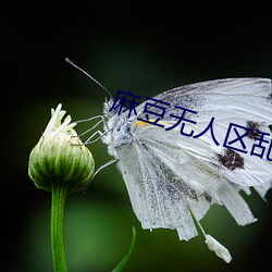 麻豆无人区乱码