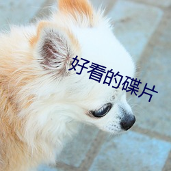 好看的碟片