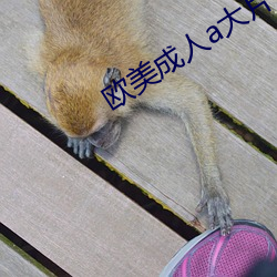 欧美成人a大片