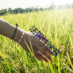 法(法)国性迷宫