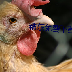 精东免费下载 （胜败）