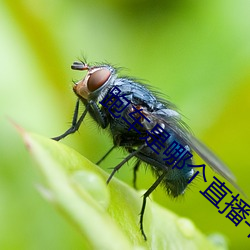 跑车是哪个直播平台(台)的