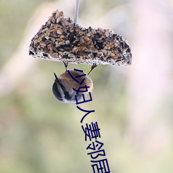 少妇人妻邻居