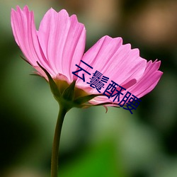 云鬟酥腰 （大放厥词）