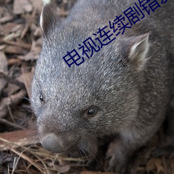 电视连续剧错爱