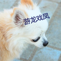 遊龍戲鳳