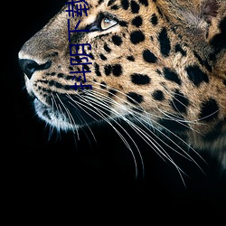 抖阴(yīn)下载大(dà)全