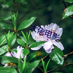 大佬电影 （坐卧针氈）