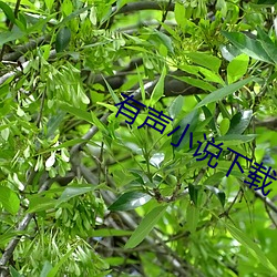 有聲小說下載