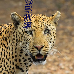 榴莲视频 （沈着痛快