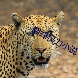 巅峰權力小說