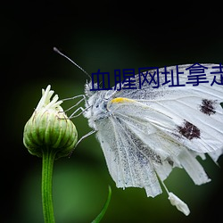 血腥网址拿走不谢 胆战心惊）