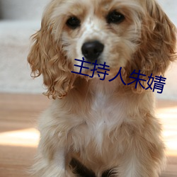 主持人朱婧