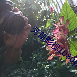 芳草影視1080p