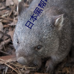 日本黑帮电影