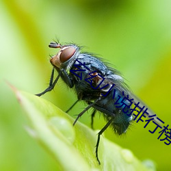 玄幻(huàn)小说排(pái)行榜