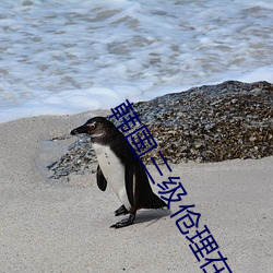 韩国三级伧理在线观看