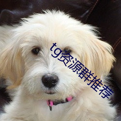 tg资源群推荐 （矫枉过正）