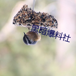 黑暗爆料(料)社(社)