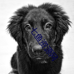 七鱼资源网