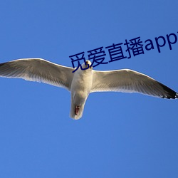 覓愛直播app免費下