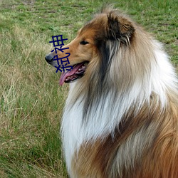 弑神 向学）