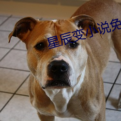 星辰變小說免費閱讀