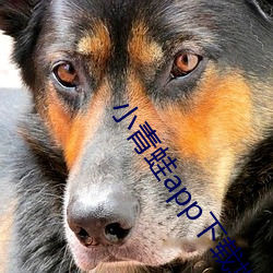 小青蛙app下载地址