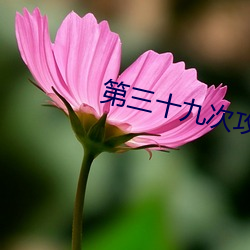 第三十九次攻略