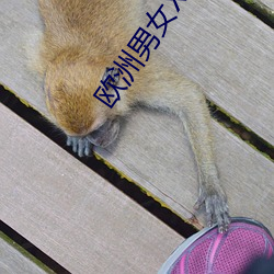 歐洲男女XX視頻