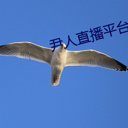 尹人直播平台