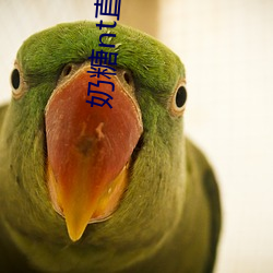 奶糖nt直播