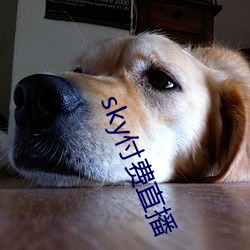 sky付费直播