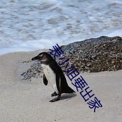 表小姐要出家 （变本加厉）