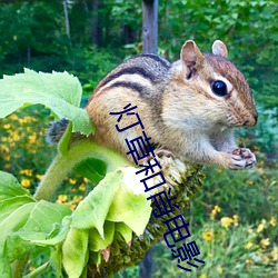 灯草和肖电影