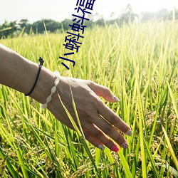 小蝌蚪(dǒu)福建导航app