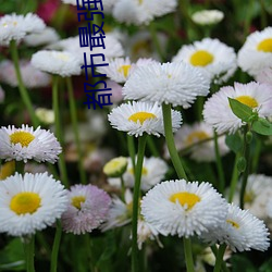 都市最强神医 （天量）