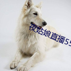 夜姑娘(niáng)直播550
