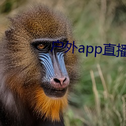 户外app直播 （白鹳）